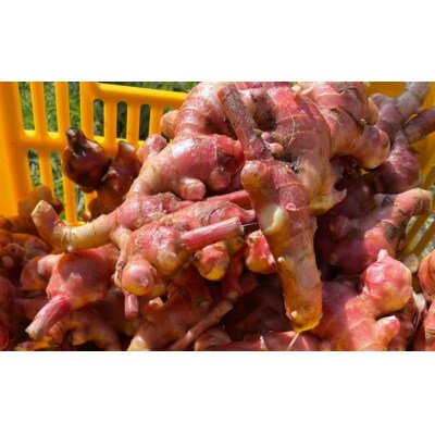 【先行受付】 希少品種 赤生姜 約500g しょうが 野菜 薬味 Farm Koganeyama