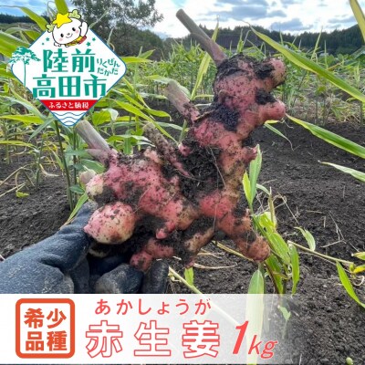 【先行受付】 希少品種 赤生姜 約1kg しょうが 野菜 薬味 Farm Koganeyama