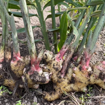 濃厚 黄金生姜 シロップ 200ml×1本 しょうが 生姜 ジンジャー Farm Koganeyam