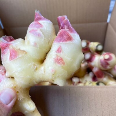 濃厚 黄金生姜 シロップ 200ml×1本 しょうが 生姜 ジンジャー Farm Koganeyam