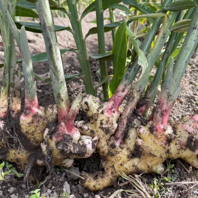 濃厚 黄金生姜 シロップ 200ml×2本 しょうが 生姜 ジンジャー Farm Koganeyam