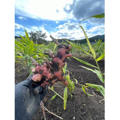 【先行受付】 希少品種 赤生姜 シロップ 200ml×1本 濃厚 Farm Koganeyama