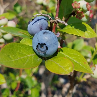 産地直送! 生ブルーベリー 200g×6個 計1.2kg 果物 フルーツ 陸前高田市産