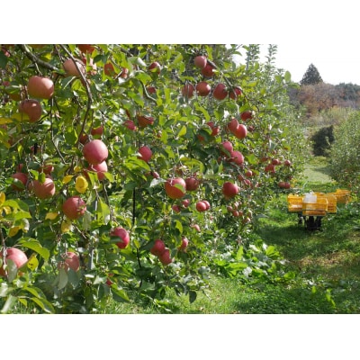 先行受付 【奇跡の果実】 米崎りんご 紅いわて 3kg リンゴ フルーツ 旬 産地直送