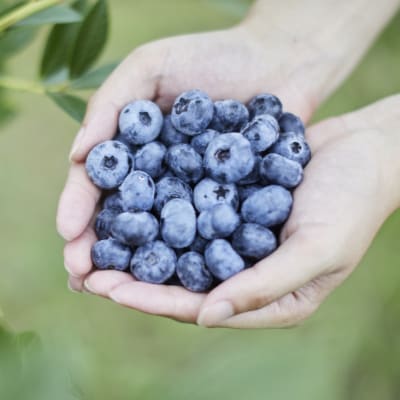 冷凍ブルーベリー 500g×1袋 【 産地直送 果物 フルーツ ブルーベリー 】