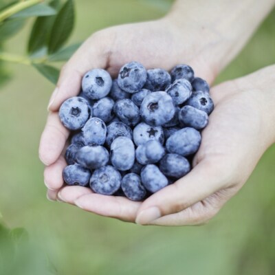 冷凍ブルーベリー 500g×2袋 【 産地直送 果物 フルーツ ブルーベリー 】