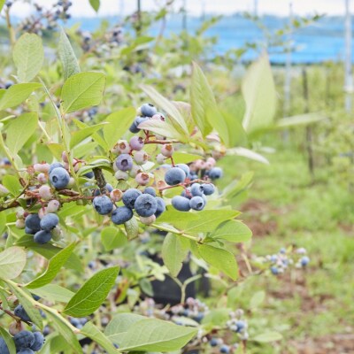 冷凍ブルーベリー 500g×3袋 【 産地直送 果物 フルーツ ブルーベリー 】