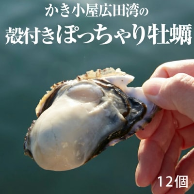 【先行受付】 殻付きぽっちゃり牡蠣 12個セット シングルシード カキ かき
