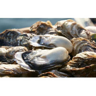 殻付きぽっちゃり牡蠣 12個セット シングルシード カキ かき 三陸産