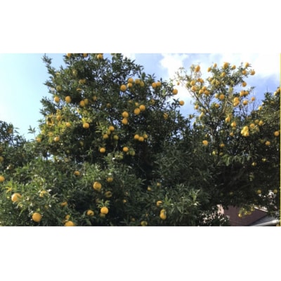 ご家庭用 北限のゆず 約2kg 柚子 柑橘 フルーツ 旬