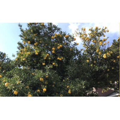 ご家庭用 北限のゆず 約2kg 柚子 柑橘 フルーツ 旬