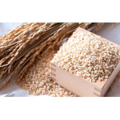 令和7年度産 海の見える農園で作った玄米10kg ひとめぼれ