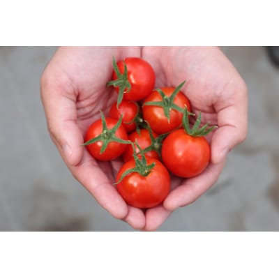 【先行受付】 訳あり フルーツトマト 約1kg 品種 フルティカ とまと フルーツ 野菜