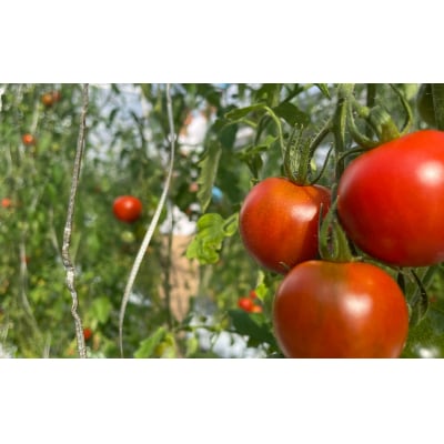 訳あり フルーツトマト 約1kg 品種 フルティカ とまと フルーツ 野菜