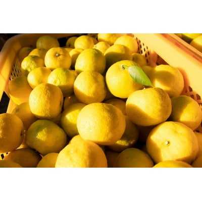 【皮ごと丸搾り】 北限のゆず 果汁 200ml×3本 セット ゆず 柚子