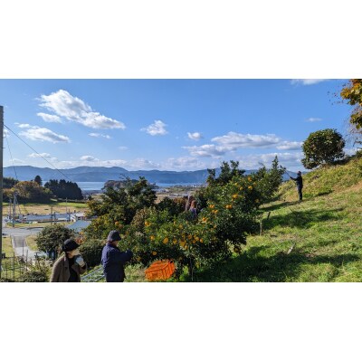 【香りたっぷり】 北限のゆずを堪能! 果汁 200ml & 果皮 1kg セット ゆず 柚子