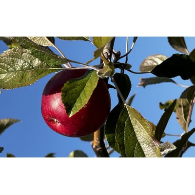 りんご 約5kg 【 品種 : 紅玉 】 料理・お菓子におすすめ (加工用) リンゴ 林檎