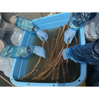 乾燥ごぼう お手軽ごぼうくん 32g×3袋 手づくり 料理 手軽 小分け ゴボウ 牛蒡