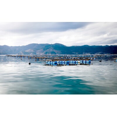 牡蠣のガンガン焼きと海の幸 セット〈殻付き牡蠣 / 牡蠣オイル漬け / ホヤむき身 / 塩蔵わかめ〉