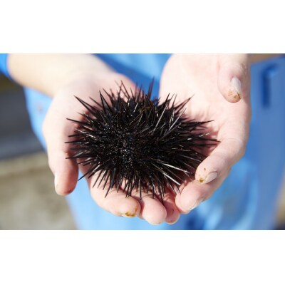 【濃厚!】 三陸産 焼きウニ 5個 ギフト 人気 うに 海産物 魚介類 おかず おつまみ 贅沢 雲丹