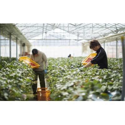 【先行受付】 新鮮いちご 紅ほっぺ 約800g (200g×4パック) 苺 フルーツ 旬 訳あり