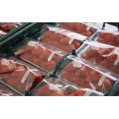 新鮮 いちご 紅ほっぺ 約800g (200g×4パック) 苺 フルーツ 旬 訳あり イチゴ