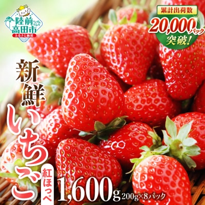 【先行受付】 新鮮いちご 紅ほっぺ 約1600g (200g×8パック) 苺 フルーツ 旬 訳あり