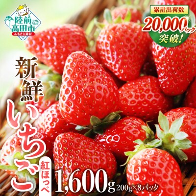新鮮 いちご 紅ほっぺ 約1600g (200g×8パック) 苺 フルーツ 旬 訳あり イチゴ