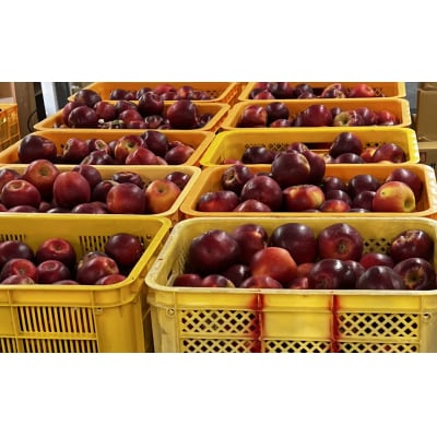 【紅玉100%!】 甘くない リンゴジュース 1000ml×2本 りんご 飲み物 果物