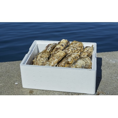 三陸産 訳あり 殻付き牡蠣 約3kg 生食可 牡蠣 かき カキ 大和水産 