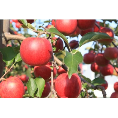 5種類のりんご MIXジュース 1L×2本セット 煌め希りんご園 りんご ジュース 果汁100%