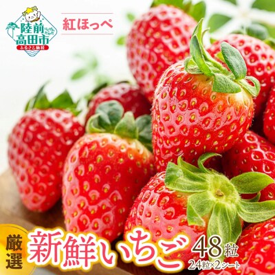 【数量限定】厳選 新鮮いちご 24粒×2シート 紅ほっぺ イチゴ 苺 旬 フルーツ ギフト 贈答