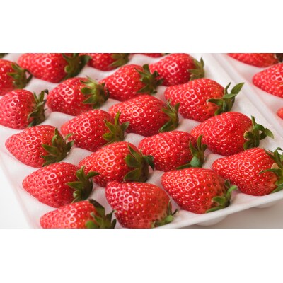 【数量限定】厳選 新鮮いちご 24粒×2シート 紅ほっぺ イチゴ 苺 旬 フルーツ ギフト 贈答