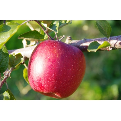 米崎りんご 5kg サンふじ 入り 2品種以上食べ比べBOX りんご 林檎 果物 フルーツ 旬