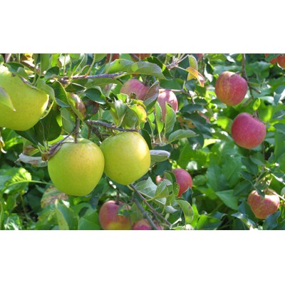 米崎りんご 10kg サンふじ 入り 2品種以上食べ比べBOX りんご 林檎 果物 フルーツ 旬