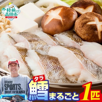 タラ まるごと 1匹 下処理済 たら 鱈 冷蔵 海鮮 魚介 料理 ムニエル フライ ホイル焼き 鍋