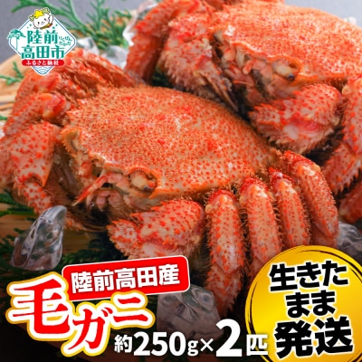 生きたまま発送 毛ガニ 約250g×2匹 陸前高田市産 かに カニ 蟹 活毛ガニ 新鮮 濃厚 天然