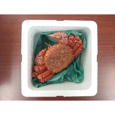 生きたまま発送 毛ガニ 約300g×1匹 陸前高田市産 かに カニ 蟹 活毛ガニ 新鮮 濃厚 天然