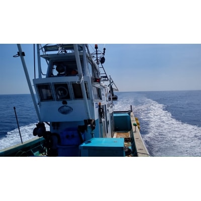 生きたまま発送 毛ガニ 約300g×3匹 陸前高田市産 かに カニ 蟹 活毛ガニ 新鮮 濃厚 天然