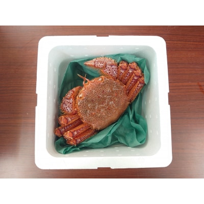 生きたまま発送 毛ガニ 約600g×1匹 陸前高田市産 かに カニ 蟹 活毛ガニ 新鮮 濃厚 天然