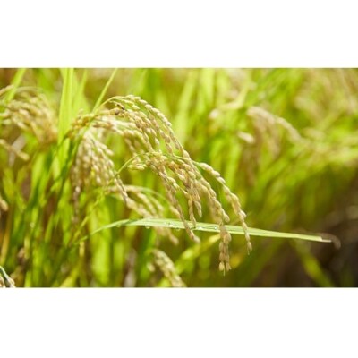 令和7年産 ひとめぼれ 5kg 白米 軍見洞農園 米 お米 精米 お弁当 おにぎり おむすび