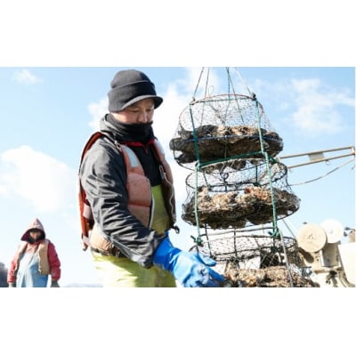 三陸産 むき身牡蠣 約1kg(500g×2袋) ミックスサイズ 加熱用 鈴吉丸 カキ 濃厚 冷蔵