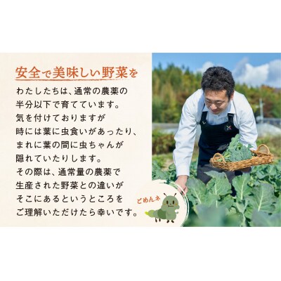 【6ヶ月定期便/月2回発送】訳あり 野菜セット 約3～4種類 農家のおすそわけ ひころいちファーム