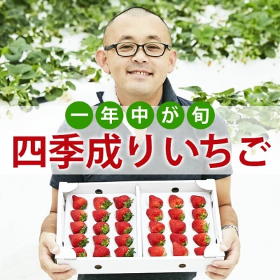 【6～12月発送】 四季成りいちご 400g 品種おまかせ 1種 いちご 苺 フルーツ 果物 ギフト