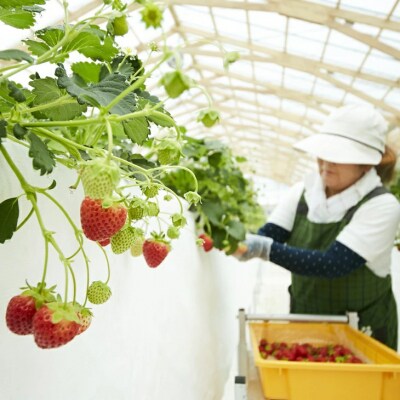 【6～12月発送】 四季成りいちご 400g 品種おまかせ 1種 いちご 苺 フルーツ 果物 ギフト