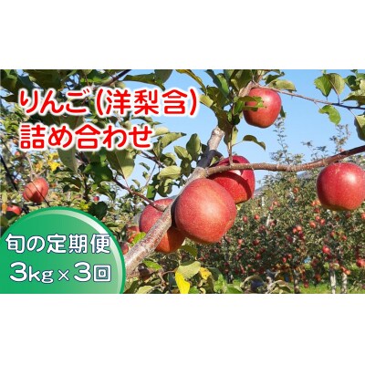 先行受付 【定期便/3回】 りんご 洋梨 詰め合わせ 約3kg×3回お届け フルーツ 定期便