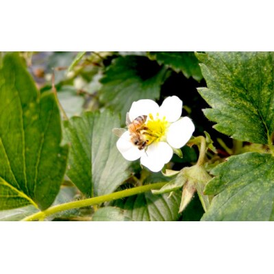 完熟蜂蜜 600g×2個 希少 日本ミツバチ 2年間熟成 はちみつ 無添加 百花蜜 ギフト 贈答品