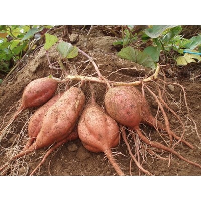本場種子島産 安納芋10kg