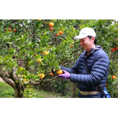 【2025年2月～3月発送】種子島産タンカン(24～30玉)