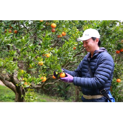 【2025年2月～3月発送】種子島産タンカン10kg
